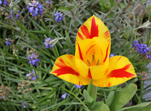 A beautifully-colored tulip stands out in a flowerbed during a spring afternoon.