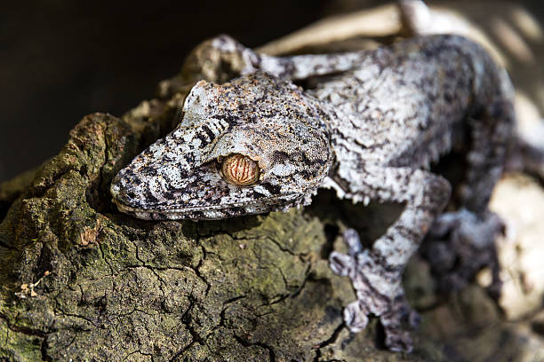 istock Uroplatus fimbriatus 525963061