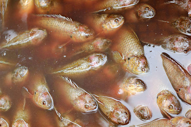 istock Fresh fish - in the market 525963153