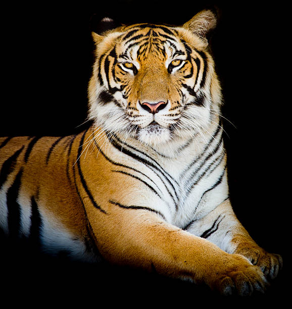 istock Tiger, portrait of a bengal tiger. 525963613