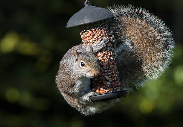 Grey Squirrel hugging birds peanuts A garden in Twickenham, West London, United Kingdom is the location for this shot. Taken using a zoom lens and tripod in beautiful early evening sunlight. It shows a Grey Squirrel hugging a bird feeder full of yummy peanuts, intended for the garden birds. The sunlight enhances the texture of the squirrels grey fur and tail hair and gives a bright catch light in the squirrel's eye, as it looks guiltily toward the camera.  squirrel stock pictures, royalty-free photos & images
