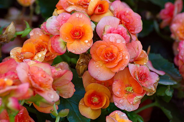 istock Orange begonia flower 525964550