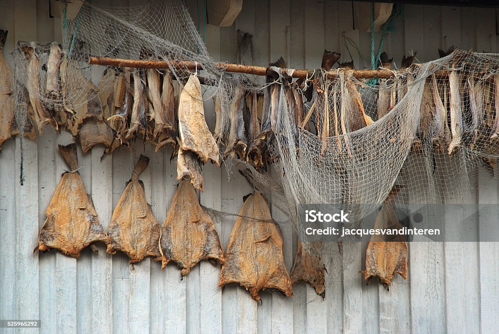 Dried fish and fishnet Dried fish (stockfish) and a fishnet. Photo was taken in Norway. Norway Stock Photo