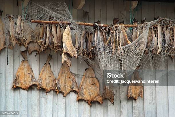 Dried Fish And Fishnet Stock Photo - Download Image Now - Norway, Dry, Fish
