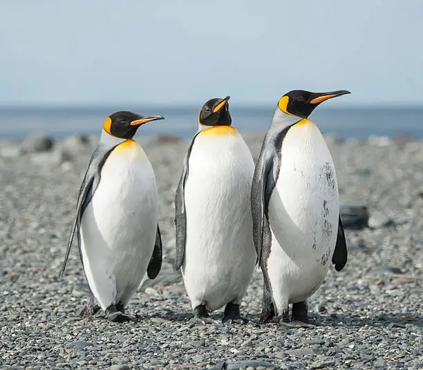 A family of three King penguins on the black stony beach of South Georgia with a background of the sea