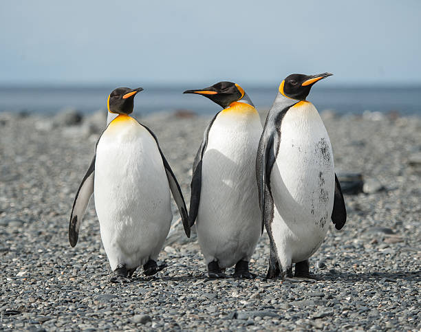 istock Penguin family South Georgia 525965487