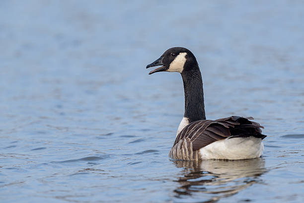 캐나다기러기 (Branta canadensis) 스톡 사진