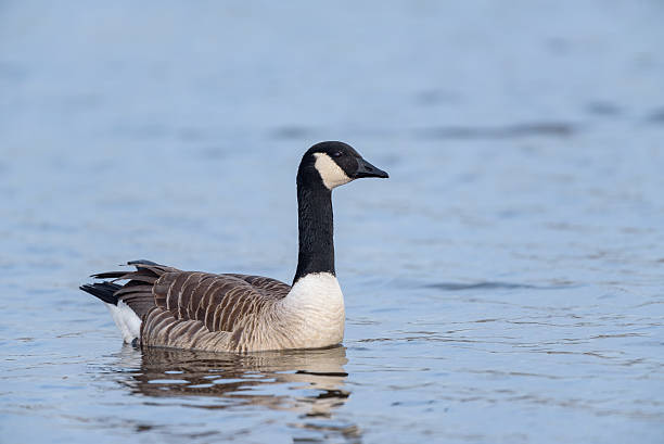 캐나다기러기 (Branta canadensis) 스톡 사진