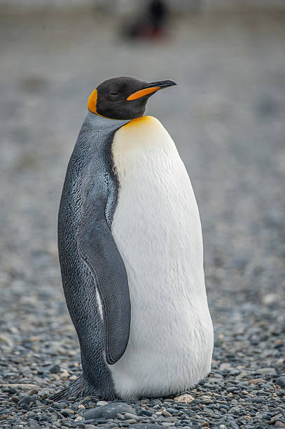 istock King Penguin at South Georgia 525965655