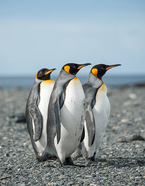 istock Penguin family South Georgia 525965783