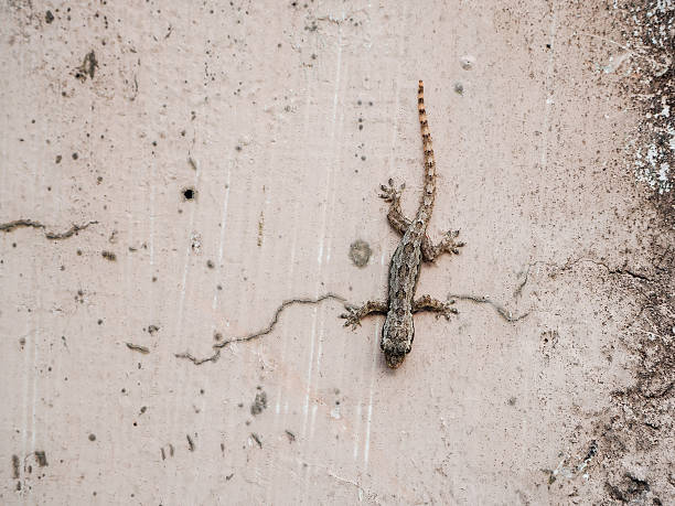 Cinder Lizard 770+ Reptile Animal Concrete Lizard Stock Photos, Pictures & Royalty ...