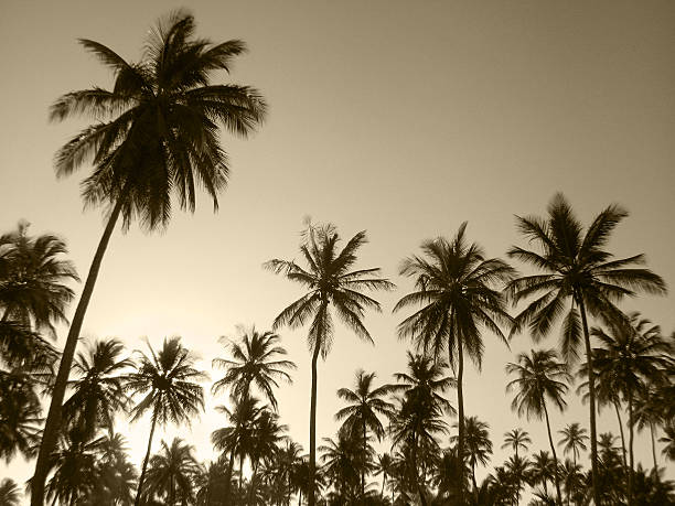 istock Palm trees in sepia tone. Brazil 525966731