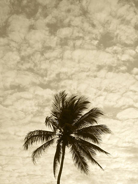 istock Palm tree in sepia tone. Brazil 525966737
