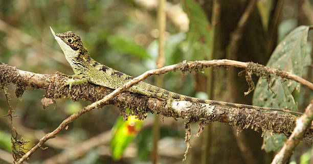 istock Rhino-Horned Lizard in Sri Lanka 525966836