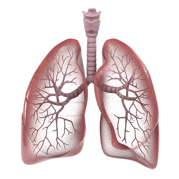 human sistema respiratorio - human lung fotografías e imágenes de stock