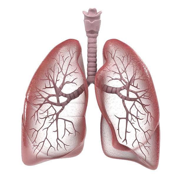 umani sistema respiratorio - human lung foto e immagini stock