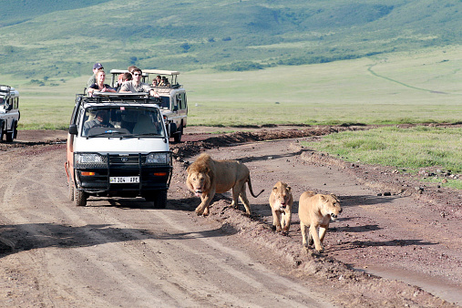 Ngorongoro Conservation Area , Tanzania - February 13, 2008:  Tourists watching the jeep family of lions.