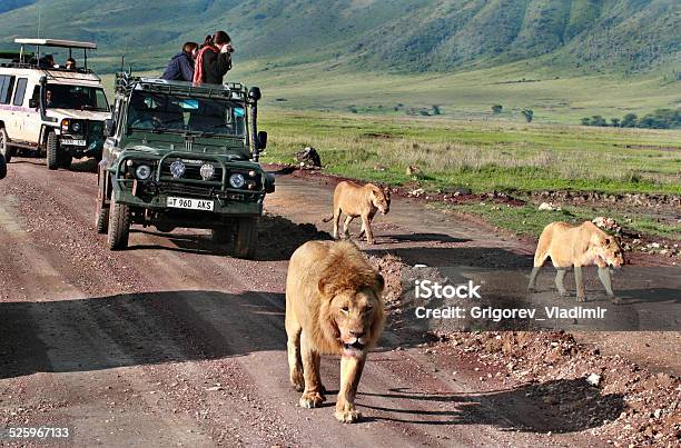 Jeepsafari In Afrika Reisende Touristen Fotografieren Wilden Löwen Stockfoto und mehr Bilder von Familie