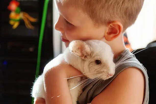 Boy hugging a white chinchilla