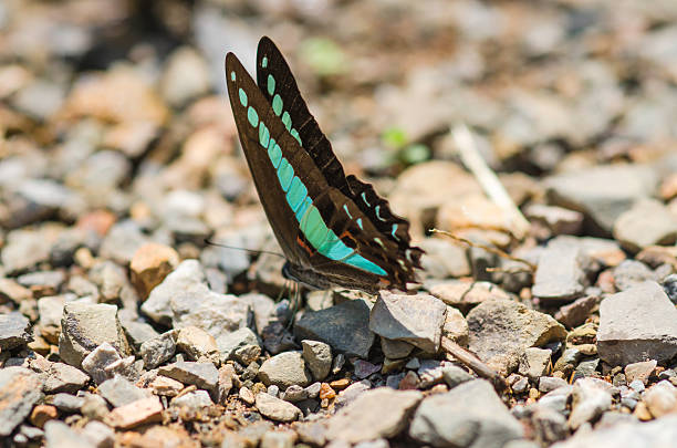 istock Flocks of butterflies live in the forest, soft focus image. 525967902