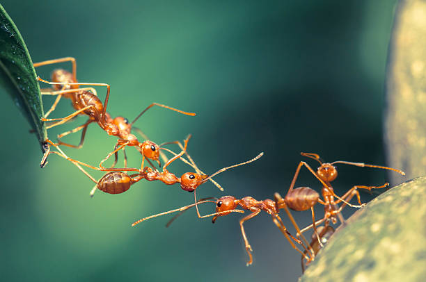 Ant bridge unity Ant bridge unity invertebrate photos stock pictures, royalty-free photos & images