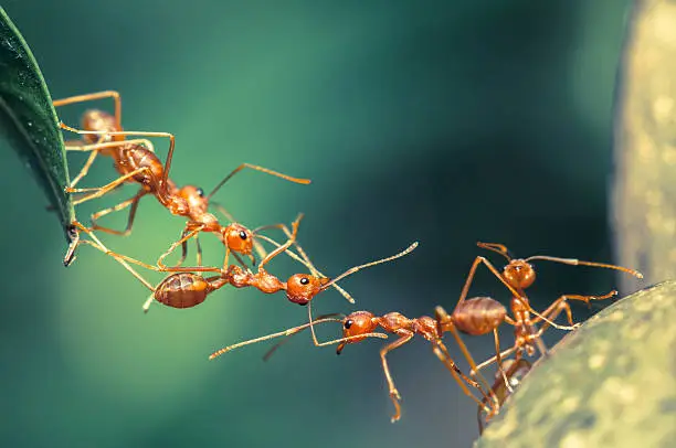 Photo of Ant bridge unity
