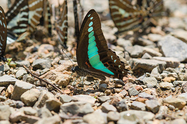 istock Flocks of butterflies live in the forest, soft focus image. 525968348
