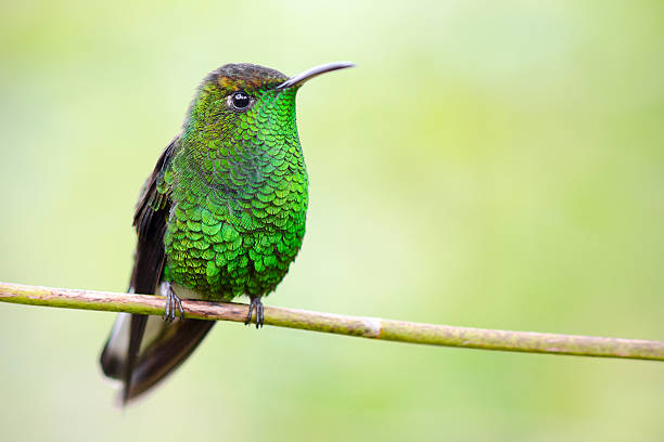 male coppery-headed emerald hummingbird, Elvira cupreiceps Male coppery-headed emerald hummingbird, Elvira cupreiceps, perched on branch. Bajos del Toro, Alajuela, Costa Rica. elvira cupreiceps stock pictures, royalty-free photos & images