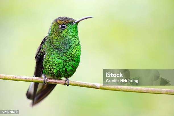 Male Copperyheaded Emerald Hummingbird Elvira Cupreiceps Stock Photo - Download Image Now