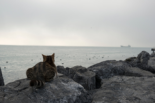 A cat sits on a stone looking out at the Bosphorus Strait in Istanbul, Turkey