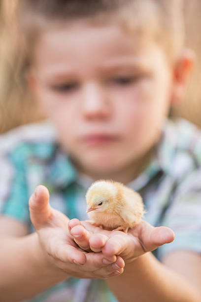 istock Child with Baby Bird in Palm 525972178