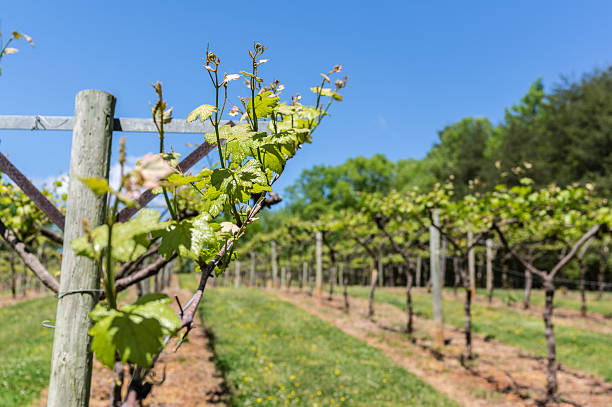 weinberg-reben - vineyard california vine panoramic stock-fotos und bilder