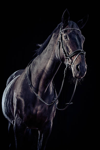 istock Horse on Black Background 525973212