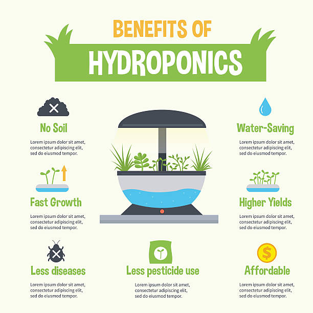 hydroponika - growth lettuce hydroponics nature stock illustrations