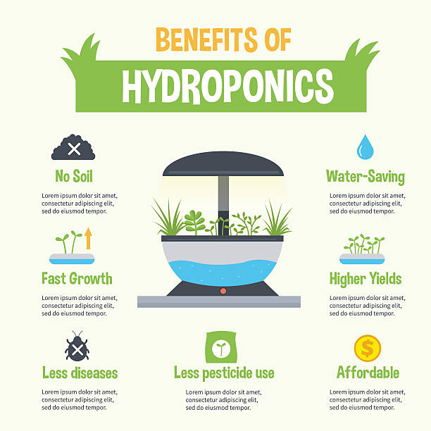 гидропоника - hydroponics vegetable lettuce greenhouse stock illustrations