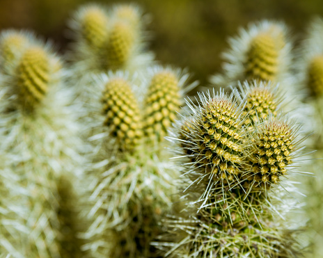 Close up view of newly bloomed cactus shining bright in the sunlight.  Yellow Green and White colors highlight the shot with lovely bokeh background.  Canon 6D ISO100 Natural treatment of this Nature Portrait.