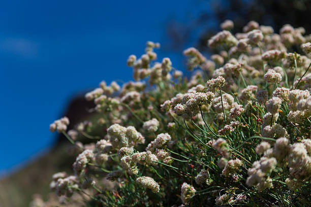 istock White desert flowers green stem blue sky closeup bokeh 525976352