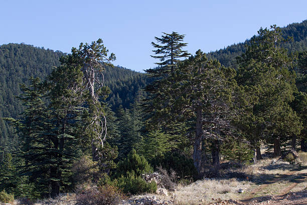 istock Dirt road in cedar forest. Mountain way, Turkey 525976846