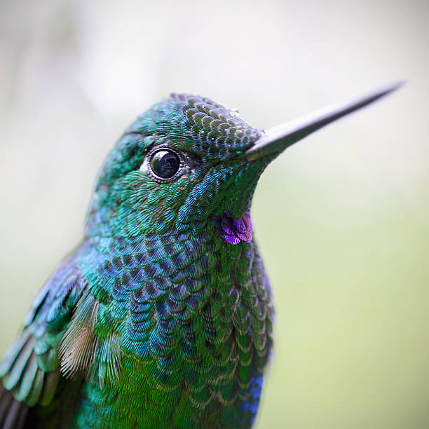 Male green-crowned brilliant hummingbird, Heliodoxa jacula, close up. Bajos del Toro, Alajuela, Costa Rica.