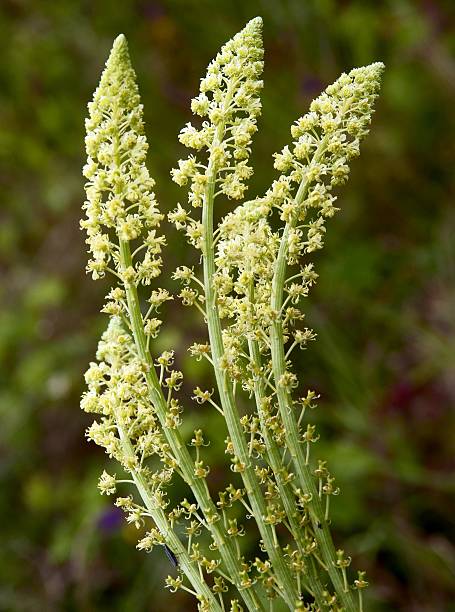 wild flowers of reseda wild flowers of reseda reseda lutea stock pictures, royalty-free photos & images