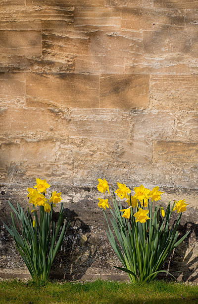 Yellow daffodil narcissus flowers blooming in the spring on stone wall background, copy space