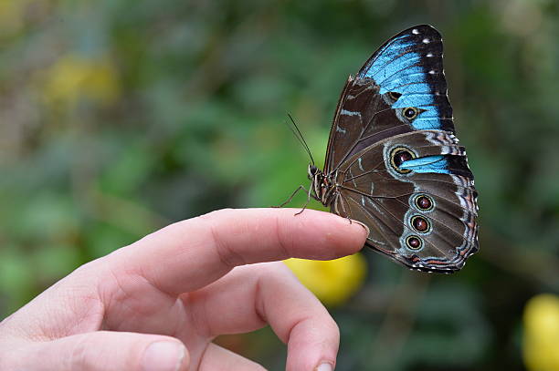 Tropical colorful butterfly closeup picture.