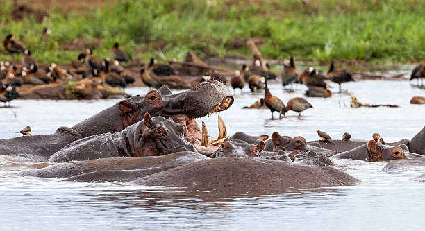 hippopotames au parc national du lac manyara, tanzanie - lake manyara national park photos et images de collection