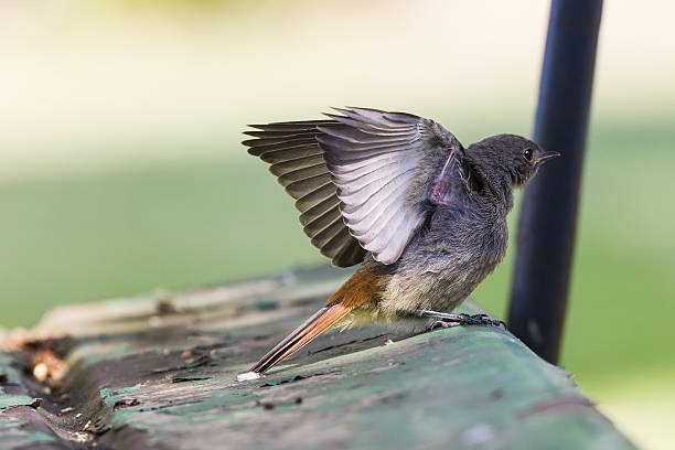 istock Young black redstart stretching on a old green wooden bench 525980866