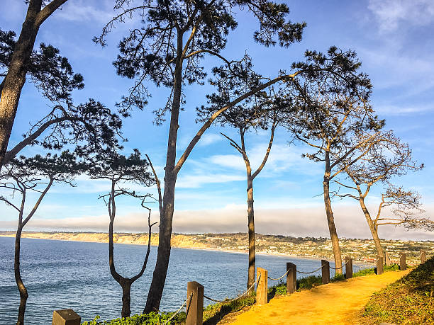 istock Boardwalk along beach in La Jolla, California, USA 525981104