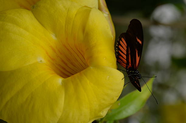 istock Tropical butterfly sitting on the flower. 525981510