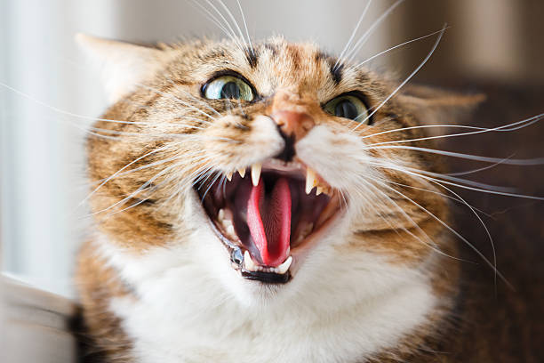 40,000+ Angry Cat Stock Photos, Pictures & Royalty-Free Images - iStock