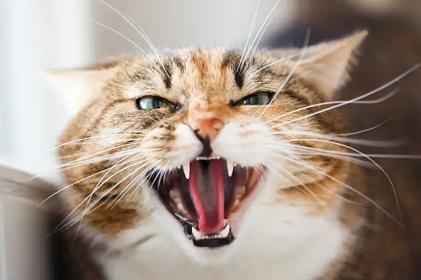 Aggressive domestic cat sitting on a window sill