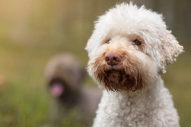 Lagotto Romagnolo Portrait of a white Lagotto Romagnolo (a.k.a. Italian Water Dog) outdoors. lagotto romagnolo stock pictures, royalty-free photos & images