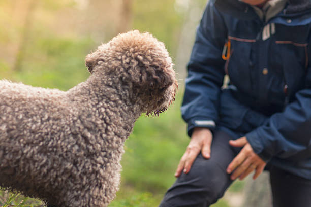 Owner out training with a dog A dog (Lagotto romagnolo) looking at its owner who is providing training instructions. lagotto romagnolo stock pictures, royalty-free photos & images